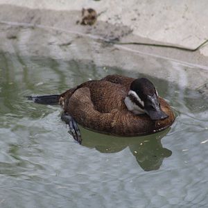 White-Headed Duck