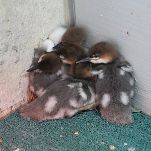 Chinese Merganser Chicks