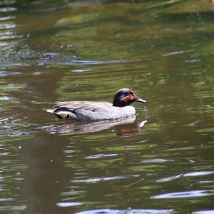 Eurasian Teal