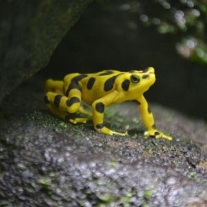 Atelopus zeteki