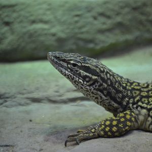 Varanus acanthurus