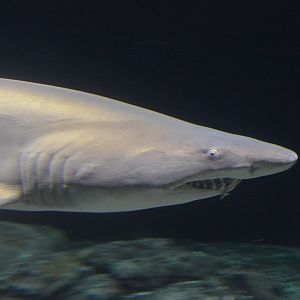 Carcharias taurus