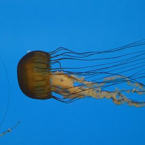 Chrysaora fuscescens