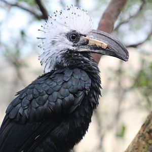 White-Crested Hornbill