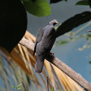 Northern Band-Tailed Pigeon