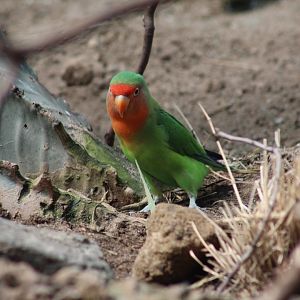 Red-Faced Lovebird