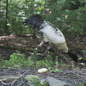 Nesting Black-Necked Crane