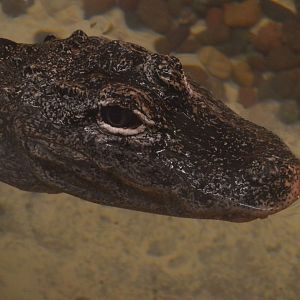 Alligator sinensis