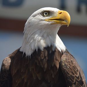 Haliaeetus leucocephalus washingtoniensis