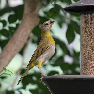 Immature Saffron Finch