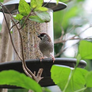 Plum-Headed Finch