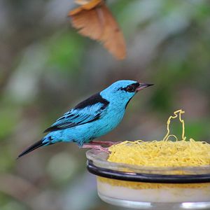 Blue Dacnis