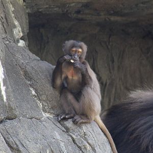 Young Gelada
