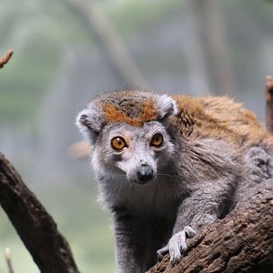 Crowned Lemur