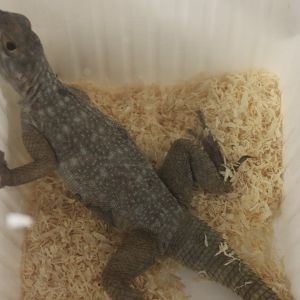 Oplurus quadrimaculatus