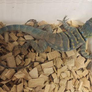 Petrosaurus thalassinus