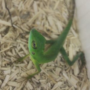 Bronchocela cristatella