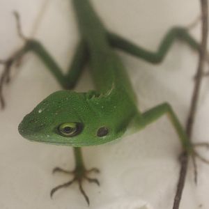 Bronchocela cristatella