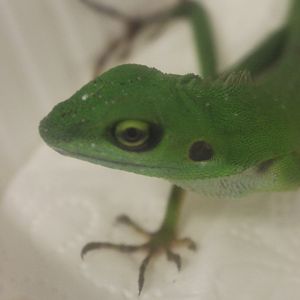 Bronchocela cristatella