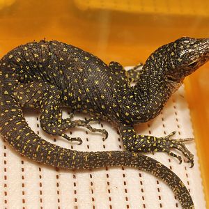 Varanus indicus