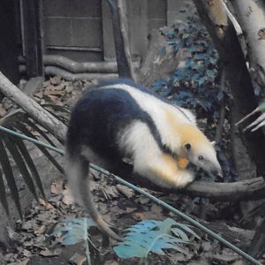 Tamandua in Rainforest World.