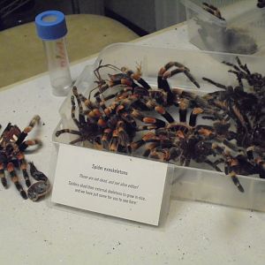 Red-Knee Tarantula Shed Skins. BUGS.