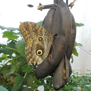 Owl Butterfly and rotting bananas.