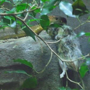 King Cobra Dinnertime.