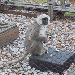 Hanuman/Grey Langur.