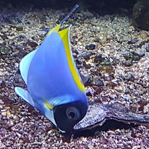 Acanthurus leucosternon