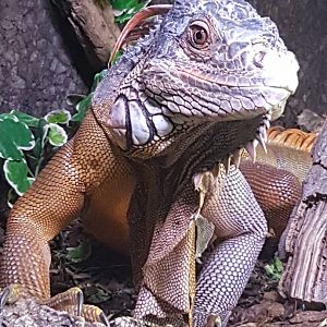 Green iguana