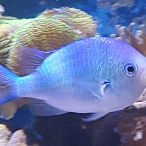 Chromis viridis