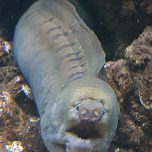 Moray-eel species