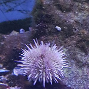 Sea-urchin
