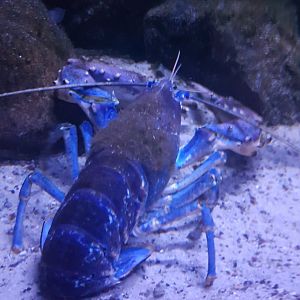Lobster-species
