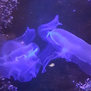 Jellyfish