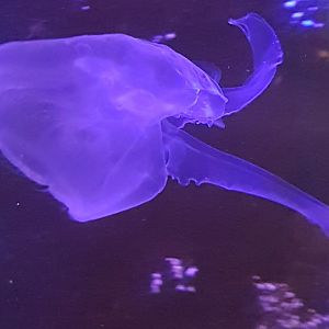 Jellyfish