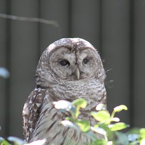 American Barred Owl
