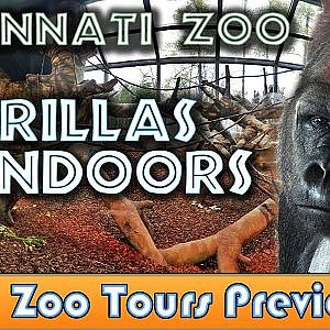 Video: Preview of the New Indoor Gorilla Exhibit