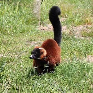 Red ruffed lemur