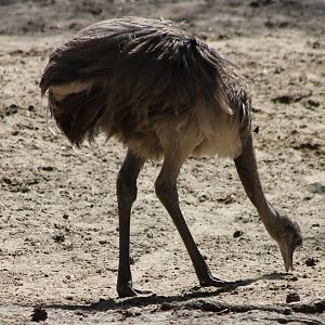 Common rhea