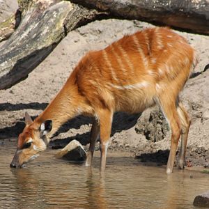 Drinking Sitatunga