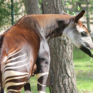 Okapi
