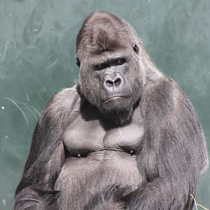 Western lowland gorilla