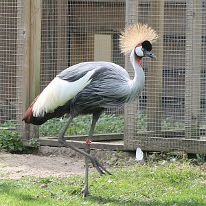 Crowned crane