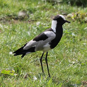 Blacksmith plover