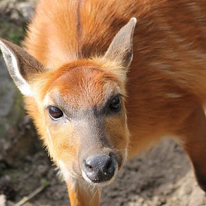 Sitatunga