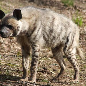 Striped hyena