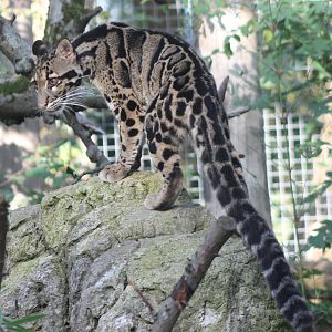 Clouded leopard