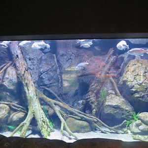 Tank example in rivers and streams